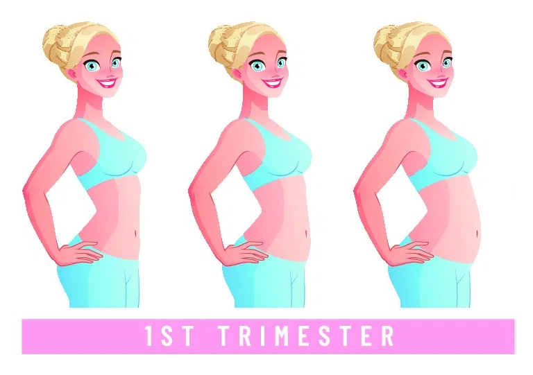 First Trimester of Pregnancy