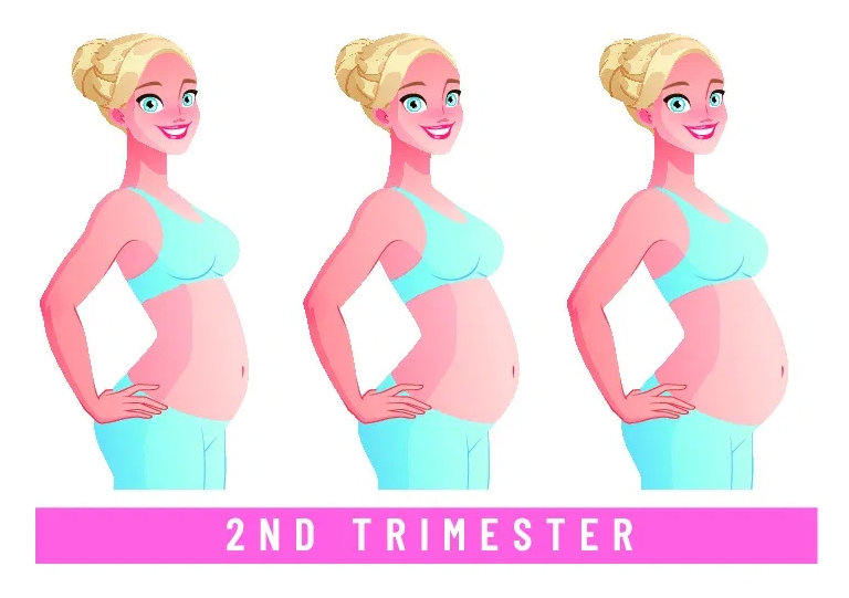 Second Trimester of Pregnancy